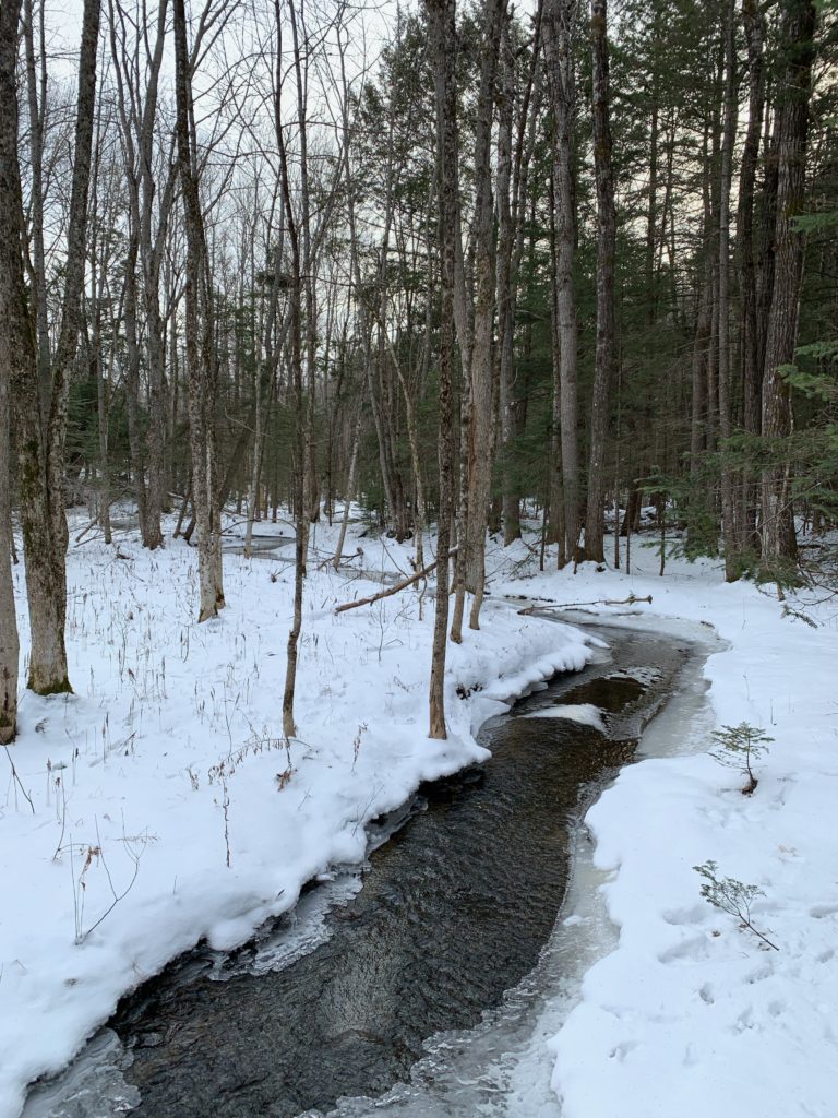 A small brook flows through a stand of pine trees in the winter, with snow on the ground