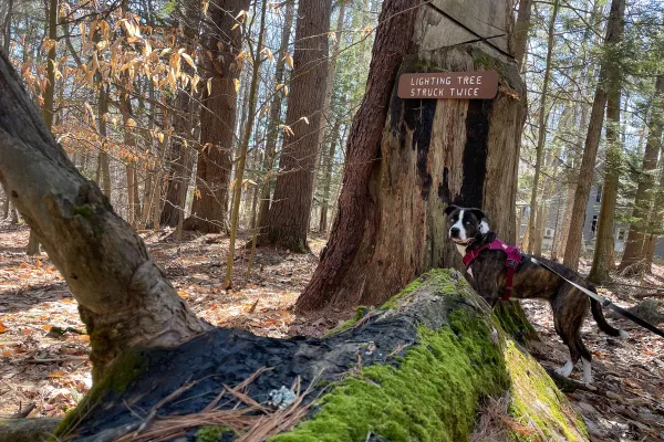 A dog looks at a large tree struck by lightning