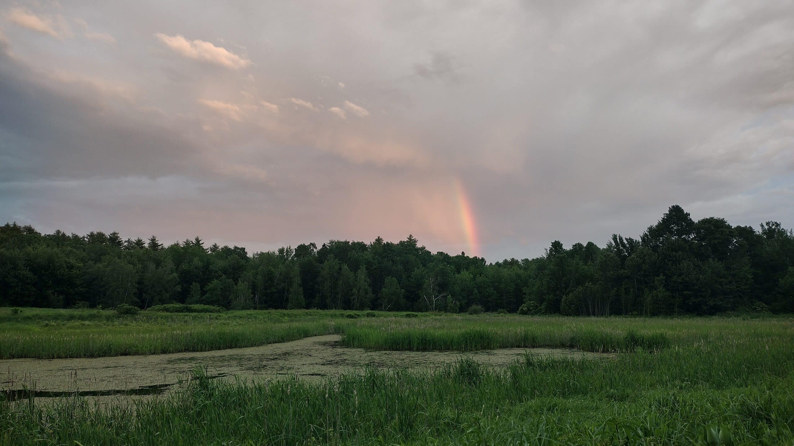 A rainbow over the Caribou Bog area of the Orono Land Trust 