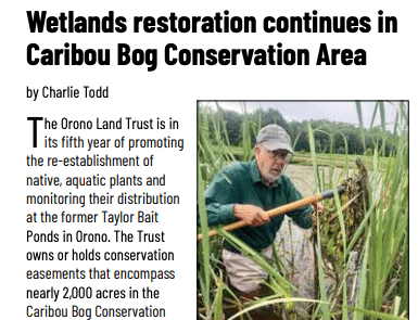 Orono Land Trust member Bucky Owen helps with wetlands restoration