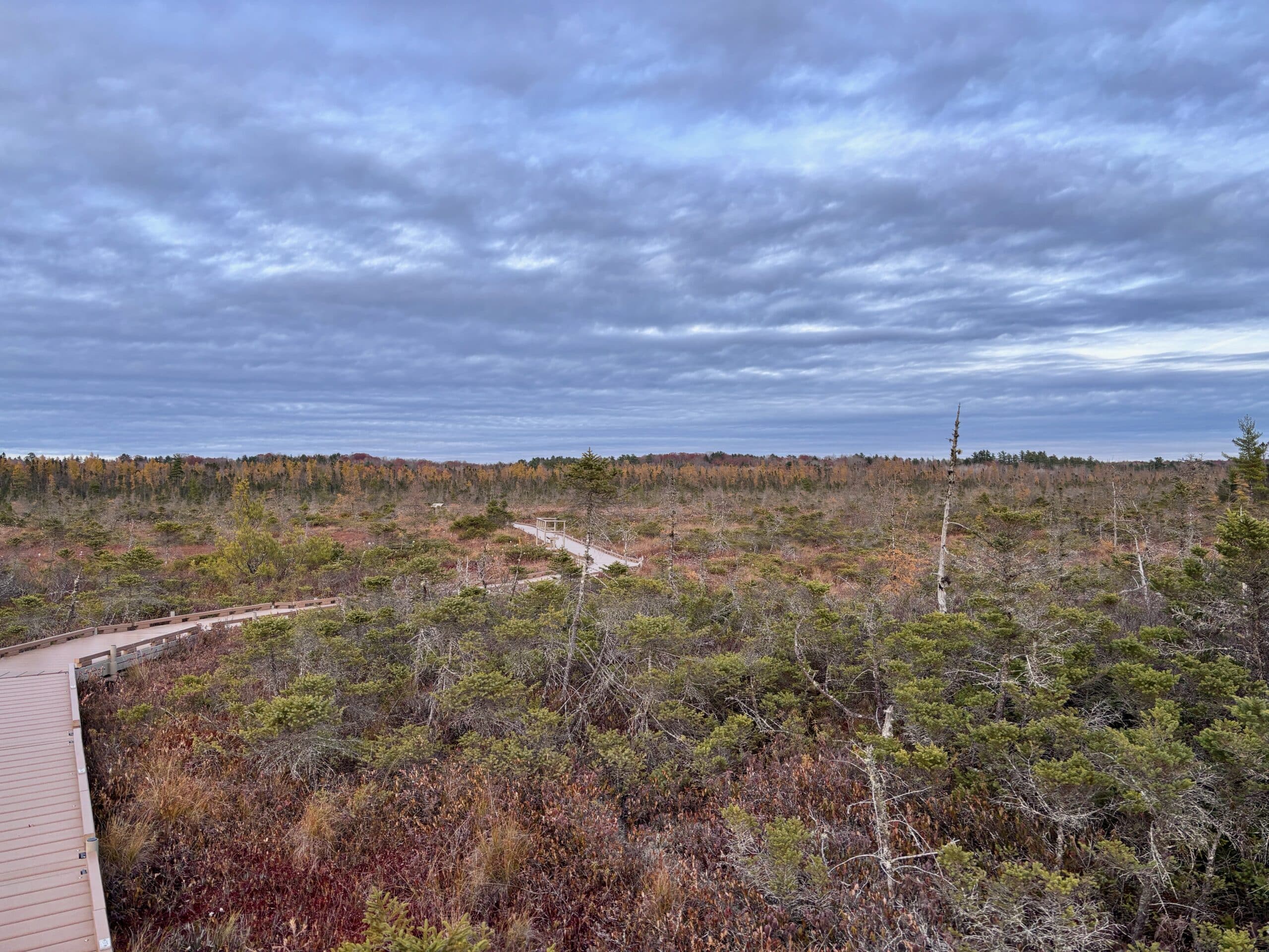 A picture of a large bog with an accessible walkway in the Orono Land Trust