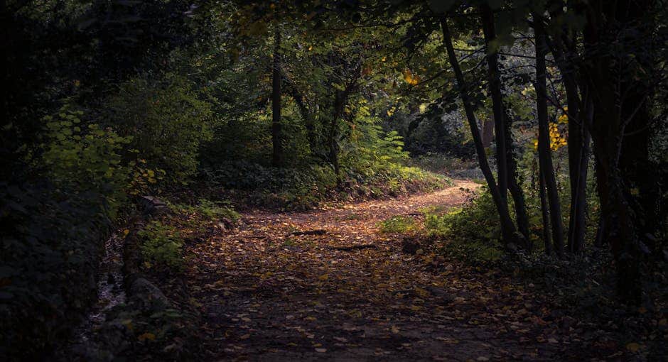 Captivating forest trail with lush foliage in soft autumn light, Dimitrovgrad, Bulgaria.